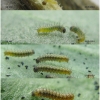 melit phoebe larva1 volg